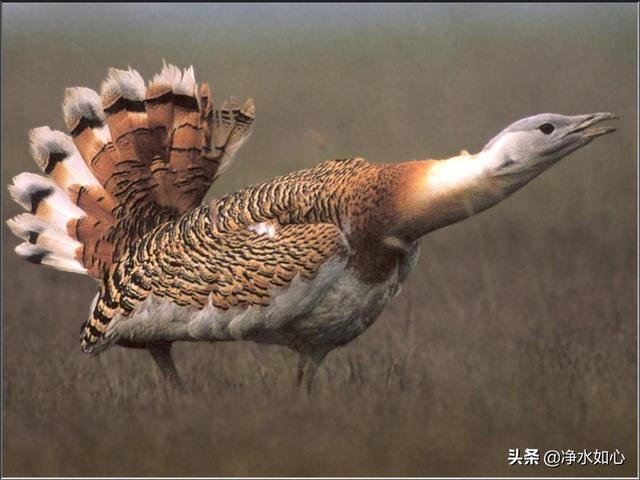 老鸨中的鸨是什么动物，鸨是什么鸟（古代青楼老板为什么被称为“老鸨”）