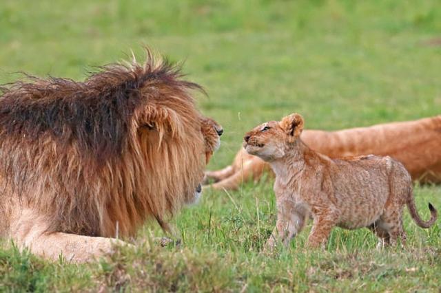 男人与雌性宠物交，雪貂可以当宠物养吗（遇到自己的母亲怎么办）