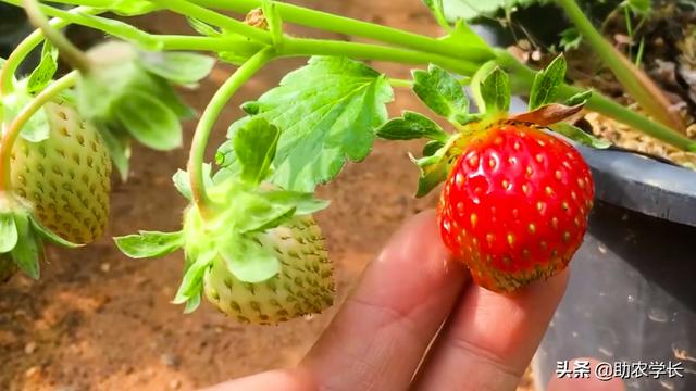 草莓怎么种植方法,秋季草莓种植时间和方法(手把手教你种植草莓)