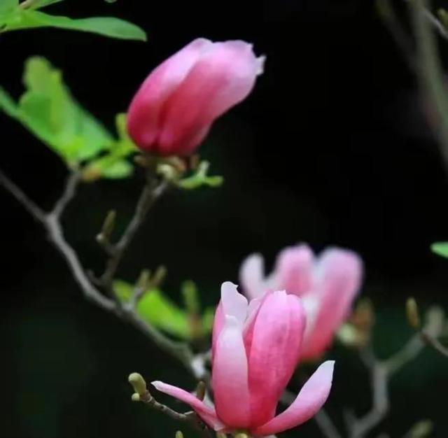 美丽漂亮的白玉兰，分享图片——最漂亮的玉兰花集