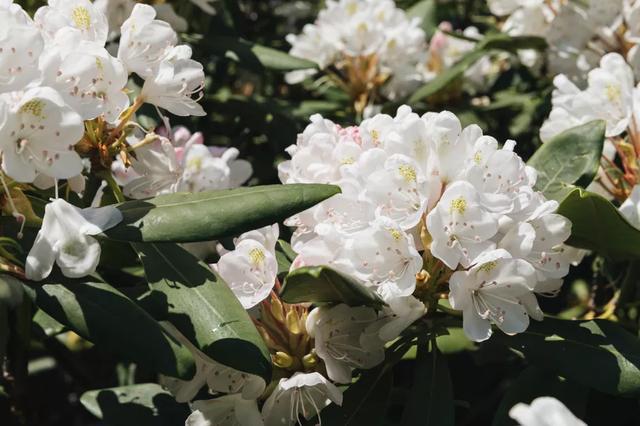 西洋接骨木的习性和用途详解，西洋接骨木的功效（40种适合庭院花园的常见灌木植物）