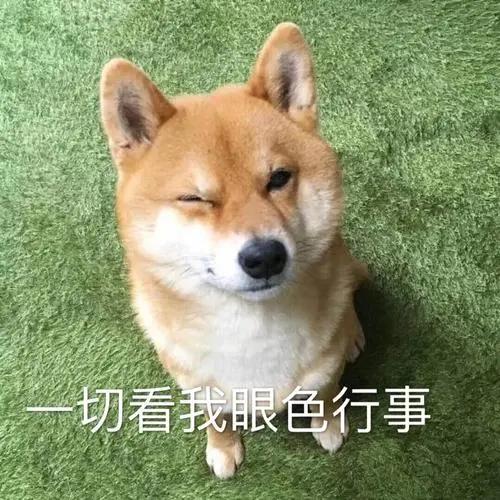 扒拉我是什么意思，东北话扒拉我是什么意思（为何狗狗经常用手“扒拉”我）