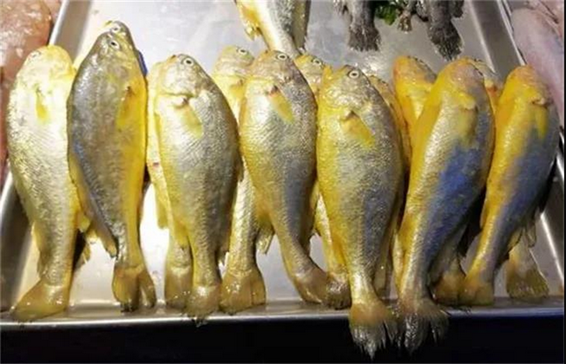 大黄鱼（大黄鱼图片，7.1斤大黄鱼4.2万（大小黄鱼图片）