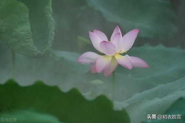 红莲花有什么寓意和象征，红莲花有什么寓意和象征风水（仲夏清新一朵莲美诗六首）