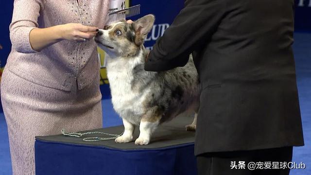 最好的三色柯基犬，稳重聪明的短腿牧牛犬