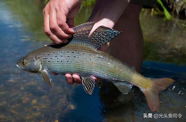 长江名贵鱼前十名，10大凶猛淡水鱼（我国保护的鱼类有87种）