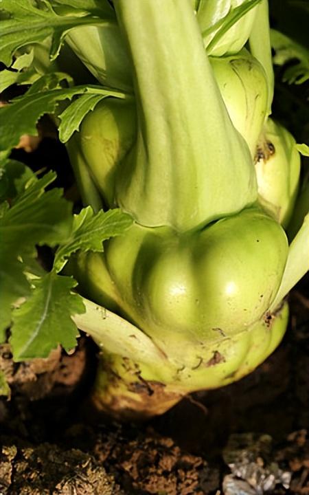 花椰菜为什么叫花椰菜，吃了这么多年才知道花椰菜、西蓝花、芥蓝竟然是亲兄弟