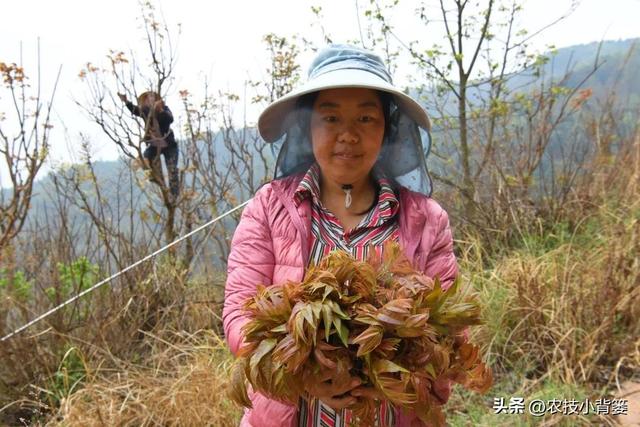 香椿芽的种植方法，从播种育苗到管理采收