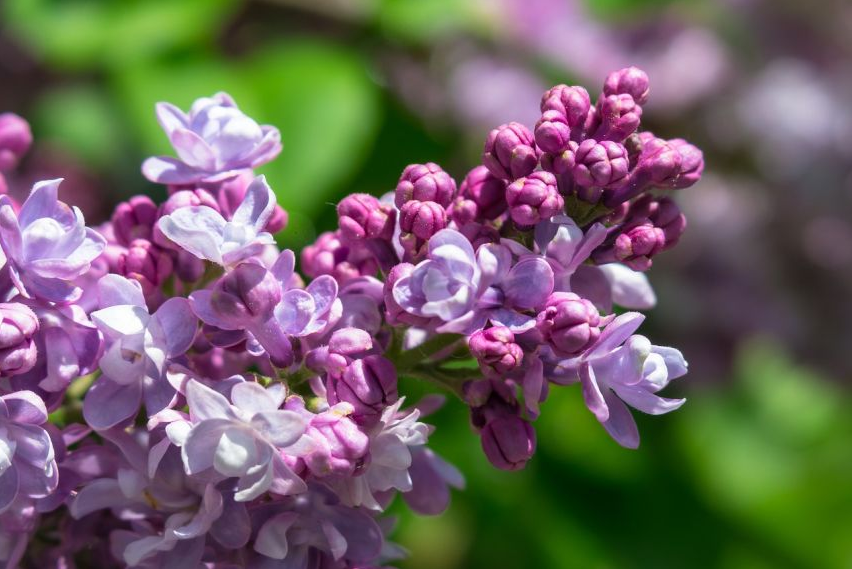 一株紫丁香花(紫丁香) 