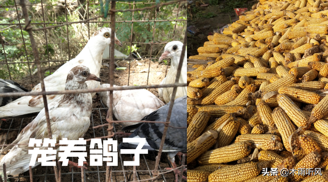 雏鸽吃什么长得快，雏鸽子吃什么食物（更有利于鸽子的生长）