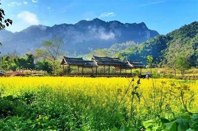 云南花海旅行记，春天，来云南与七彩花海相遇