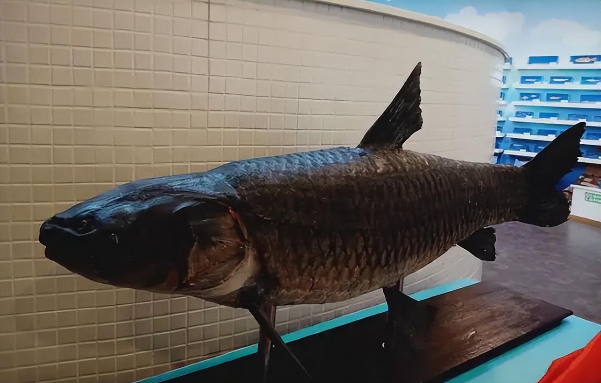 常见的淡水鱼有哪些(四大家鱼)