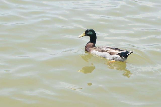 与动物有关的诗句，有关动物的诗句（6副妙用鸡鸭的对联）