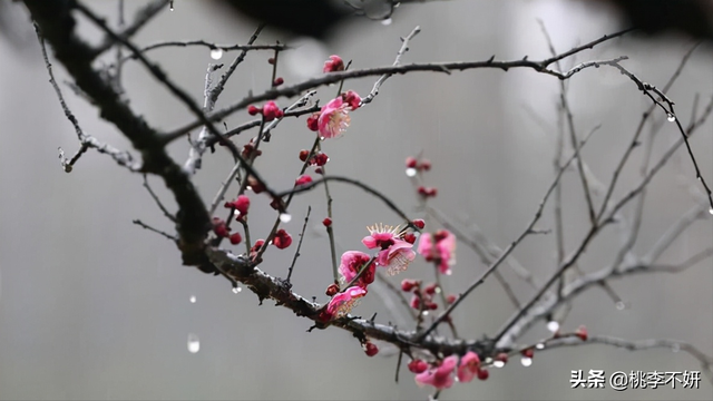 岁末将至敬颂冬绥什么意思，愿你的世界如暖阳