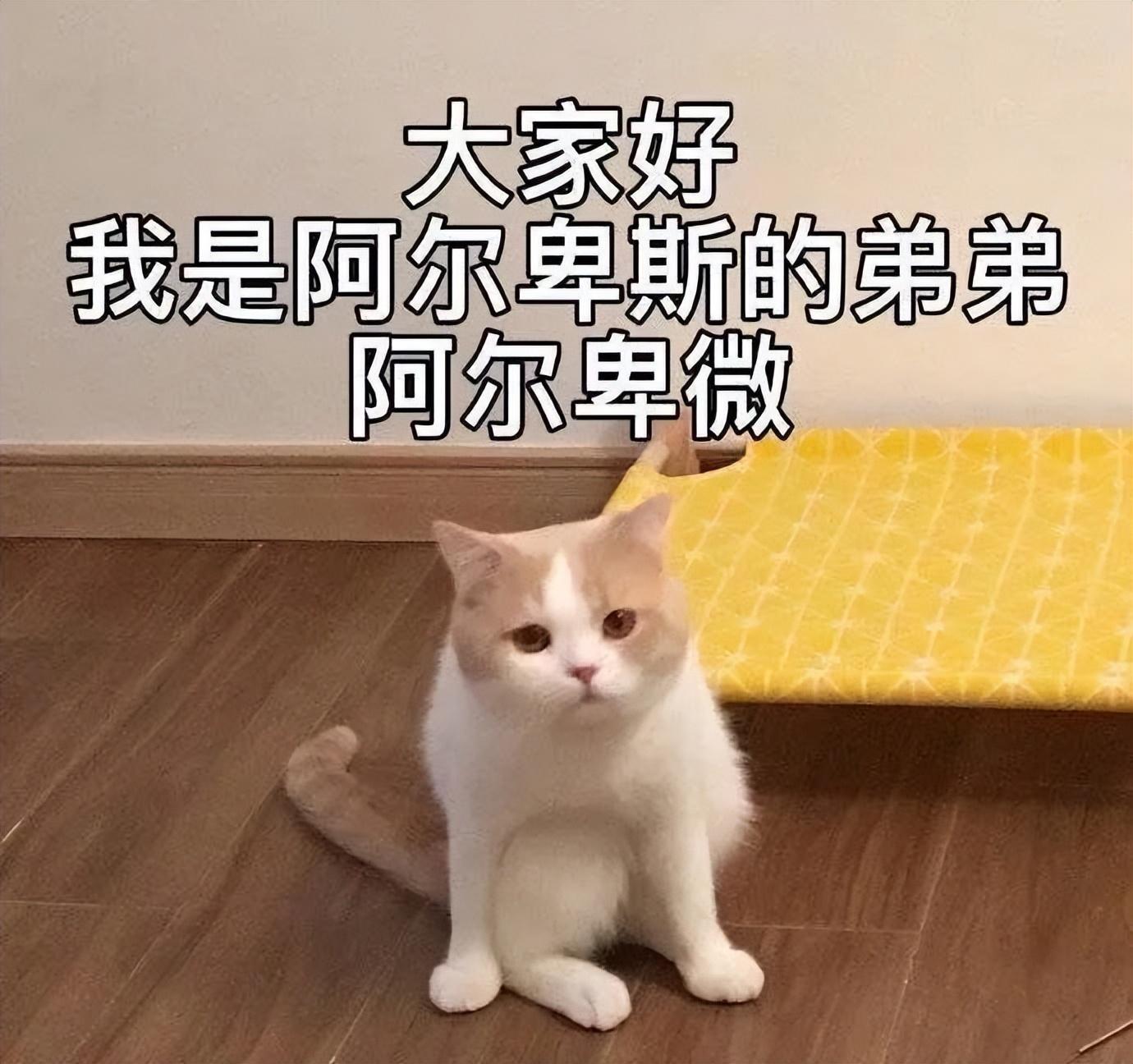 好看的表情包(10000种表情包图片大全)