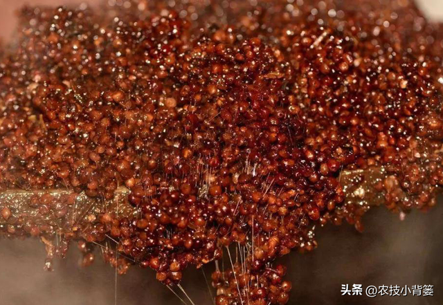白酒存放在什么地方最好，白酒最佳的储存地方是哪（行家：谨记3个存酒“诀窍”）