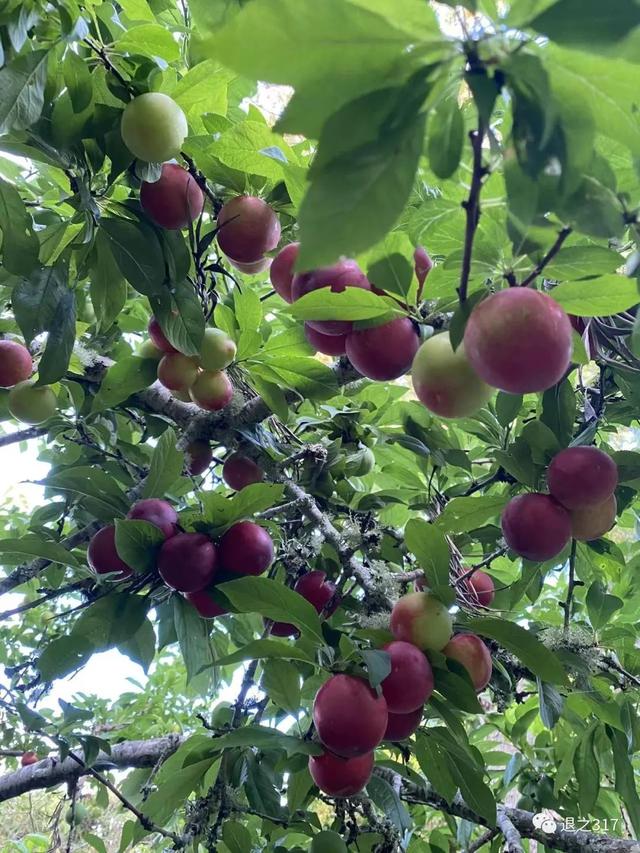 李子的功效与作用，李子干的功效与作用（买回李子好解暑）