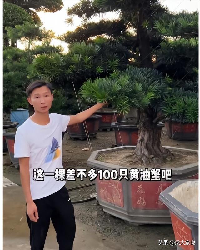 东星斑多少钱一斤，东星斑多少钱一斤2020（顿顿海鲜龙虾大闸蟹）