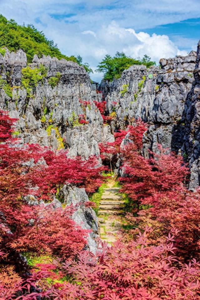 重庆仙女山怎么玩更省心？看完这篇重庆仙女山旅游攻略就知道了！