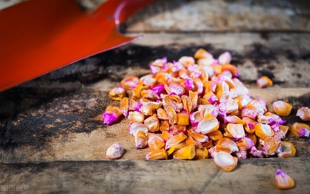 先玉335玉米种每亩产量有多少斤，玉米种子价格也涨了