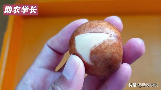 牛油果种子怎么种，牛油果种子的种植方法（在家种植热带果树小盆栽）