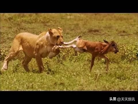 东非动物大迁徙，东非动物大迁徙的路线图（“生命的长征”东非野生动物大迁徙）