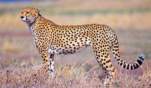 有只小猫咪 它晚上不睡觉，如何找到小猫咪（掌握猫的睡眠规律图片）