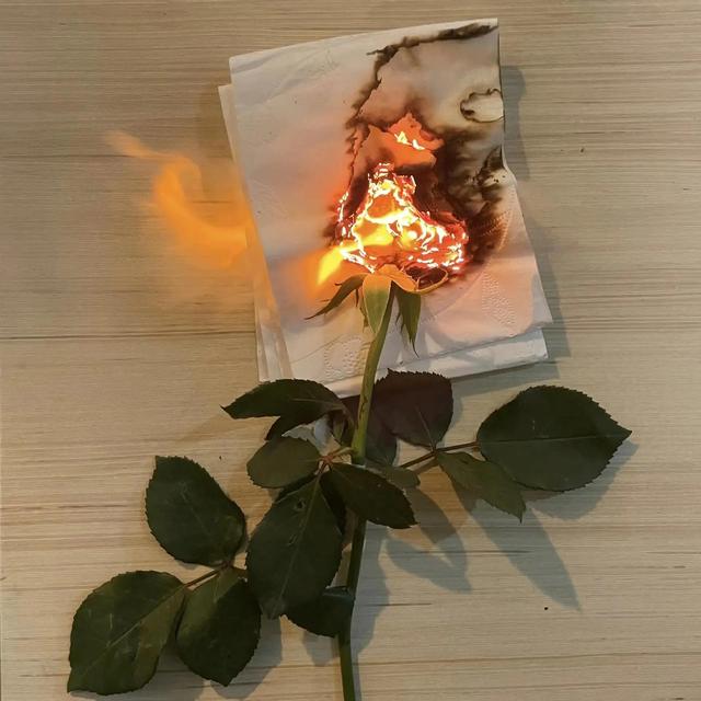 动物照片大全图片，好看的动物照片（微信高清动物头像）