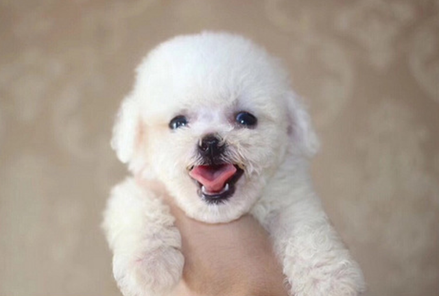 比熊犬吃什么，比熊犬吃什么狗粮（宠物课堂：比熊幼犬补充吃什么）