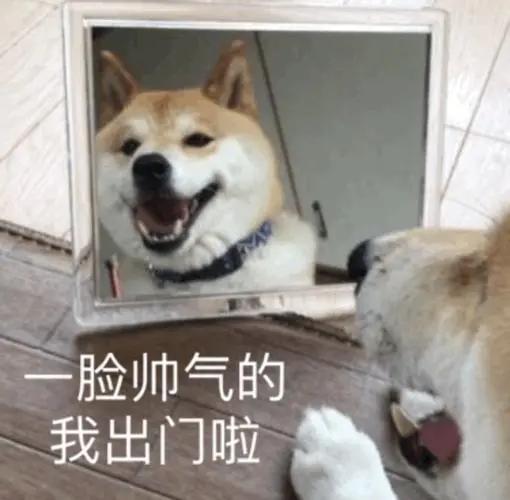 扒拉我是什么意思，东北话扒拉我是什么意思（为何狗狗经常用手“扒拉”我）