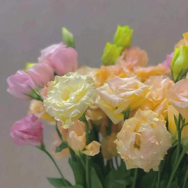 鲜花的花语和代表意义，鲜花表白最浪漫的话（最适合送人的花的花语）