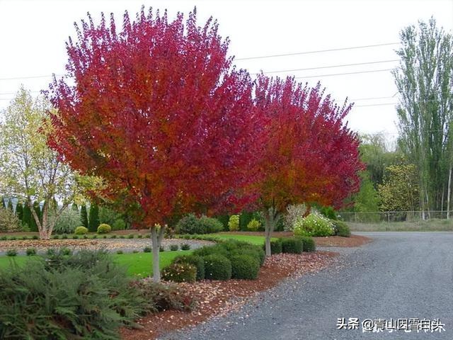 树种行情：娜塔栎市场受欢迎，种植忌盲目！（这些卖1-2万的树）