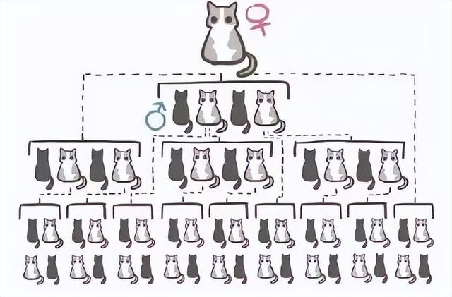 猫做绝育手术需要多少钱，猫咪做绝育手术需要多少钱（你必须知道的猫咪绝育那些事）