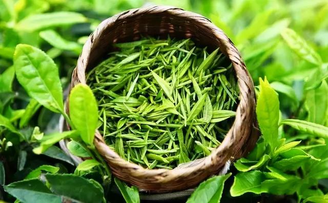 汉中仙毫是啥茶，汉中仙毫是什么茶（陕西名茶-“鱼米之乡”汉中仙毫）