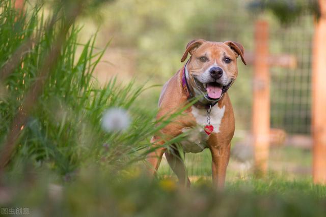 比特犬也叫做美國比特犬,起源於19世紀,由美系斯塔福犬和美國鬥牛犬