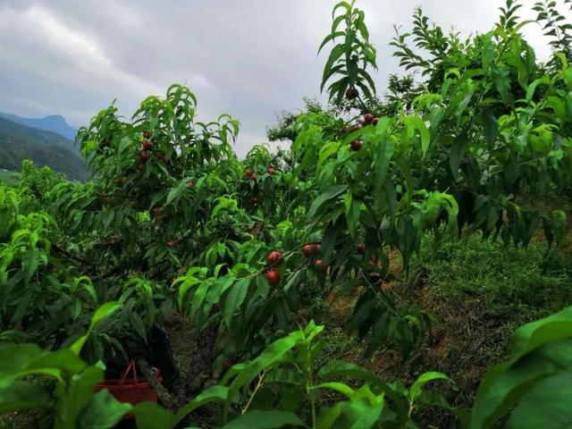 云南都产啥水果，云食 ， 新鲜水果等你来摘