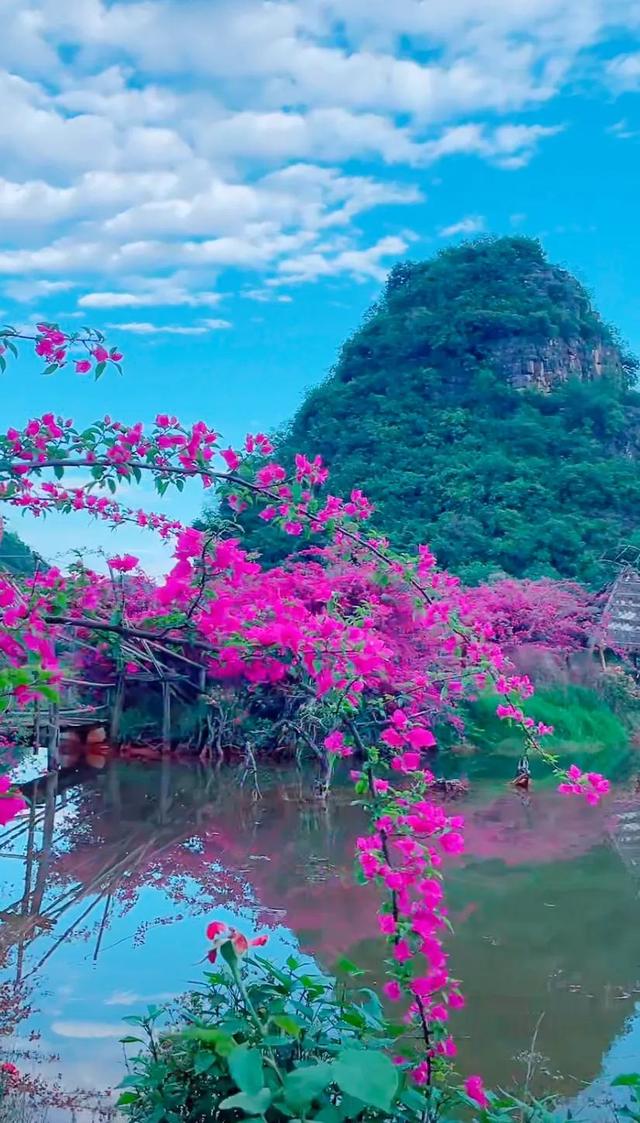 鲜花盛开与心情的美句，形容鲜花带来美好心情的句子（就像你用心雕琢出曼妙字句）
