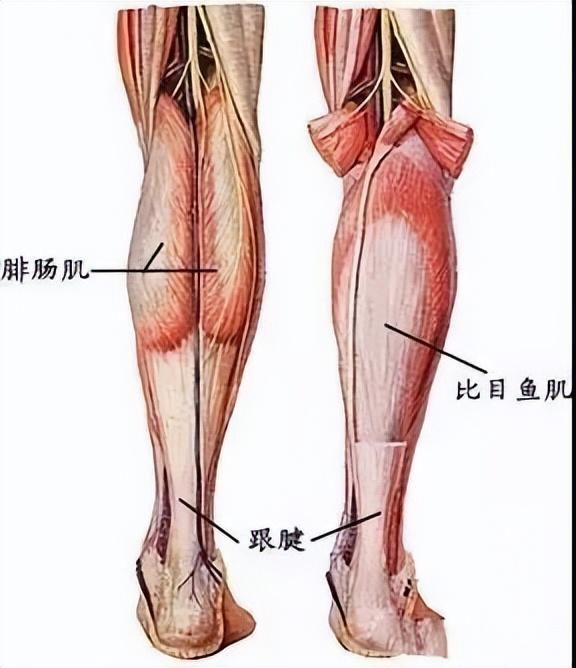 小腿肌肉发达怎么瘦下来，5个动作轻轻松松消除萝卜腿