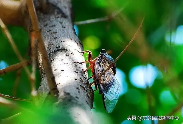 夏至的美好寓意，夏至是什么意思夏至美好寓意（最有诗意的时光）