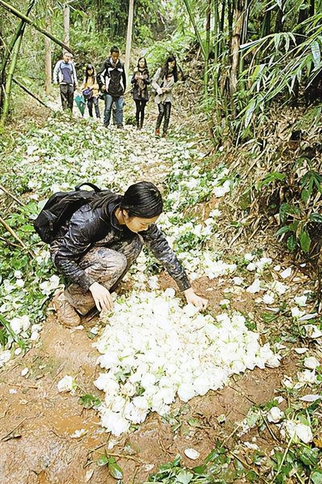 五彩米花糖做法图解，手工制作米花糖图片（5.20 凿进“天梯”里的爱）