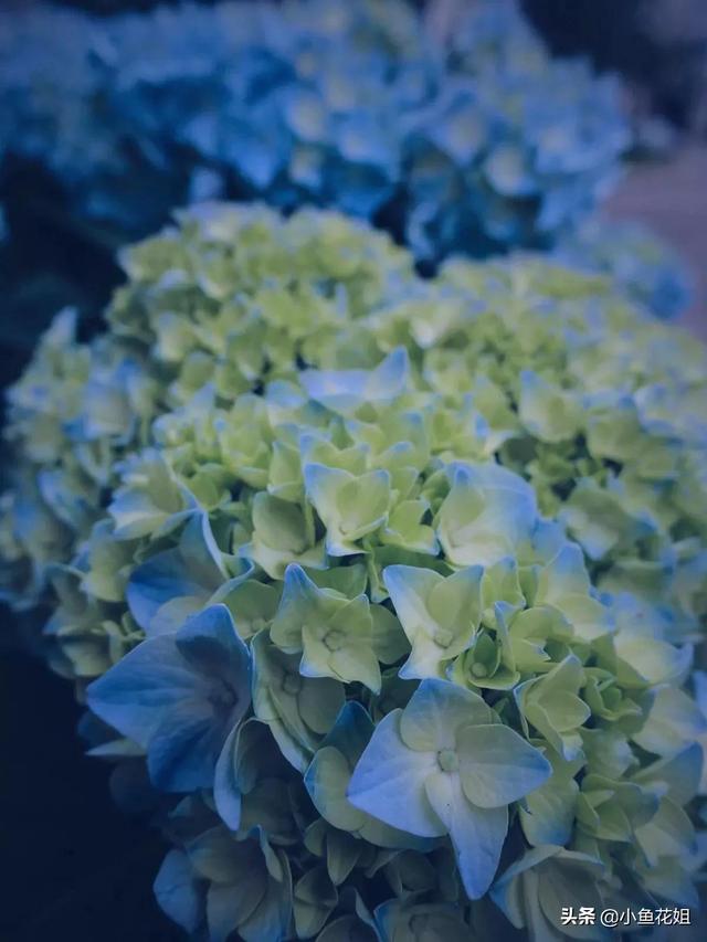 母亲节送什么花，母亲节送什么花最适合（能送给母亲的花不只是康乃馨）