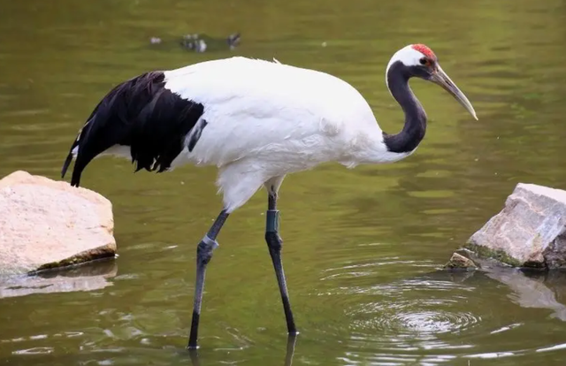 关关雎鸠是成语吗，“关关雎鸠”（为何说吃它的肉会有很大的危害）
