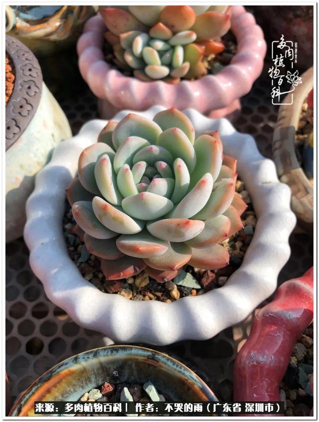 彩虹糖的梦 金娃娃，娃娃音适合唱哪些歌（愿2022心中有盼）