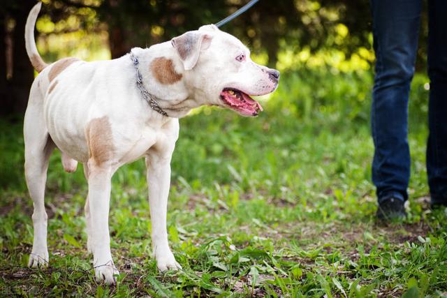 比特犬也叫做美國比特犬,起源於19世紀,由美系斯塔福犬和美國鬥牛犬