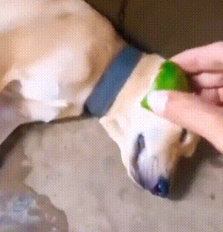 小耳朵是什么意思，微信界面有个小耳朵是什么意思（看着都不像一个人好吗）