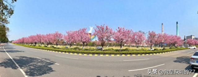坐车穿越樱花大道、炼铁路花海：韶关赏樱一日游