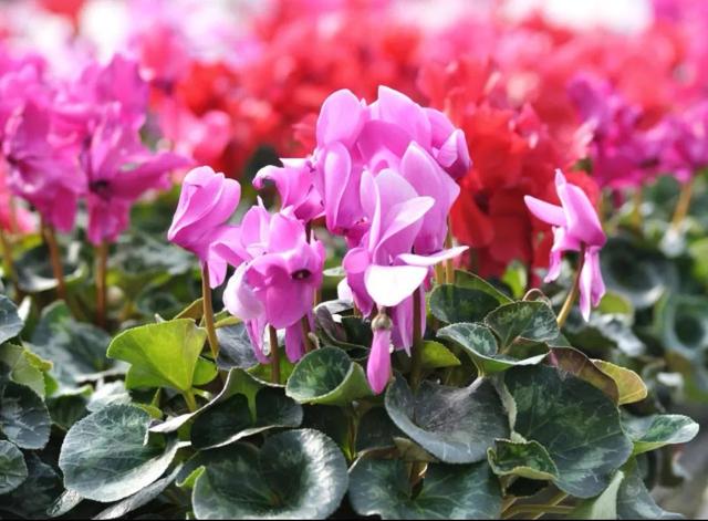 笑靥和笑魇的区别，笑魇如花还是笑靥如花（笑魇如花还是笑靥如花读音）