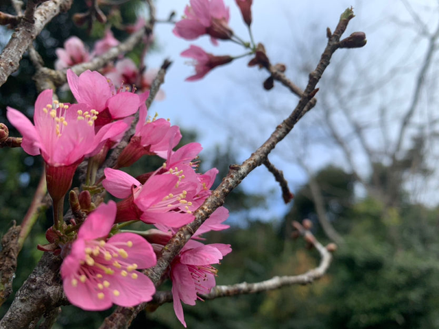 常见鲜花有哪些，常见的鲜花有哪些（认识10个就是大神）