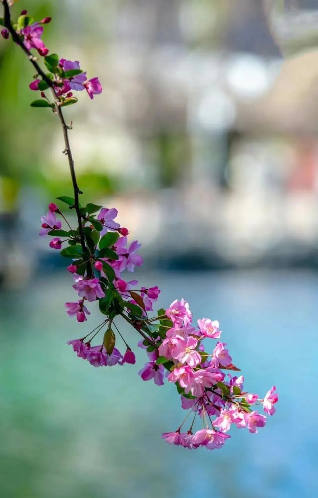 海棠花的花语和寓意，海棠的花语和寓意（海棠花已开，“四品”如何区分）