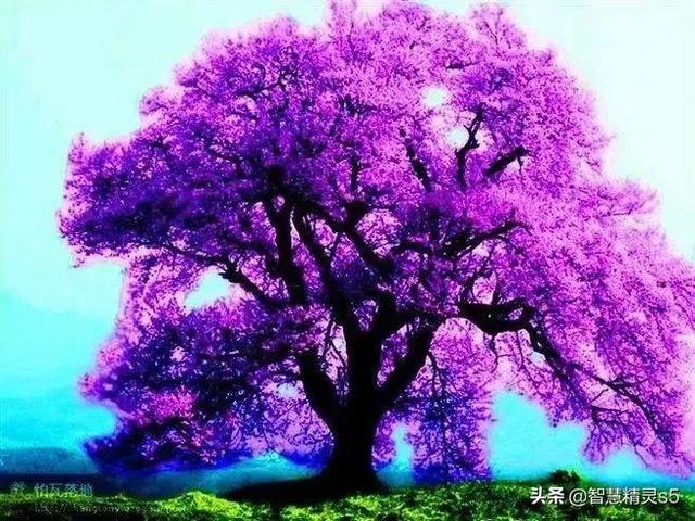 铁树开花的方法，铁树开花的方法有哪些（铁树开花了，也有芬芳的一天）